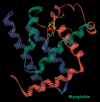myoglobin