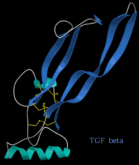 TGF beta