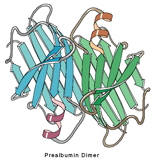 Prealbumin